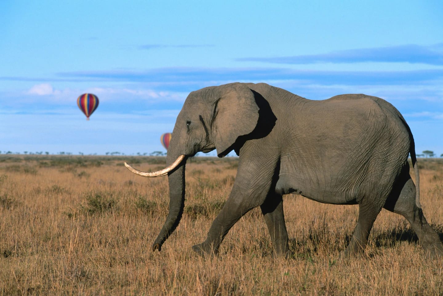 Viaggio di gruppo in Kenya