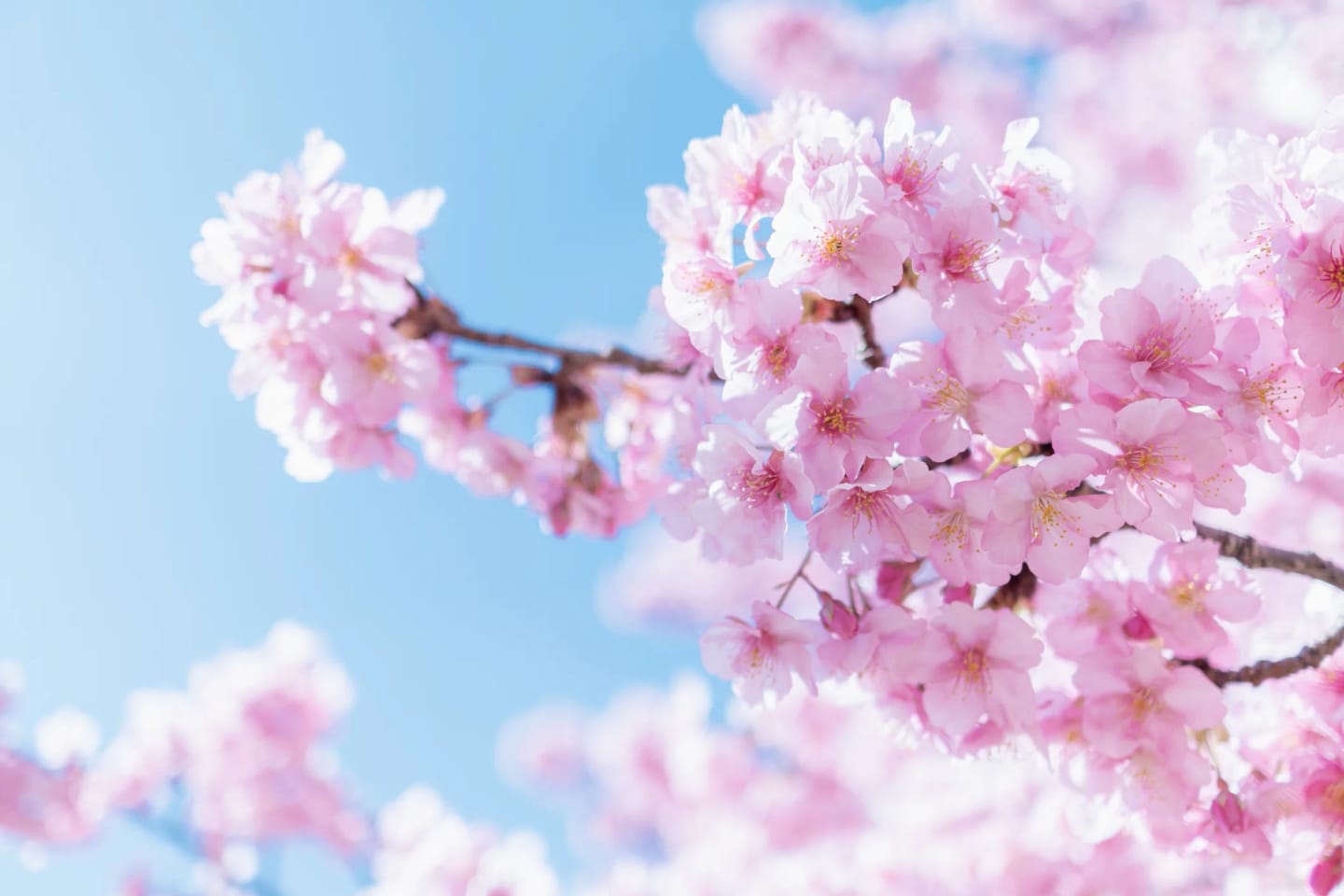 Giappone Hanami: Rail Adventure con Adrian