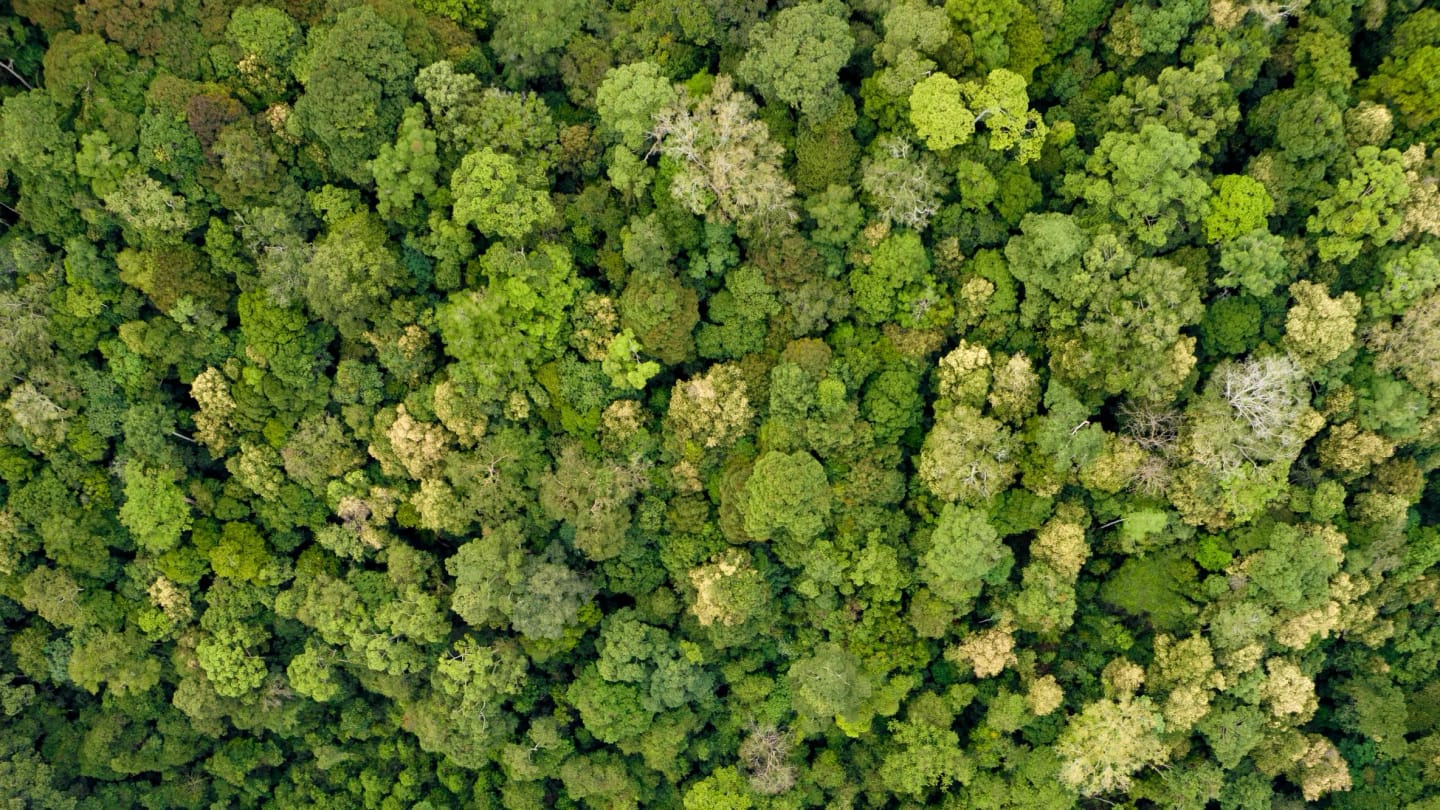 Indonesia Wild