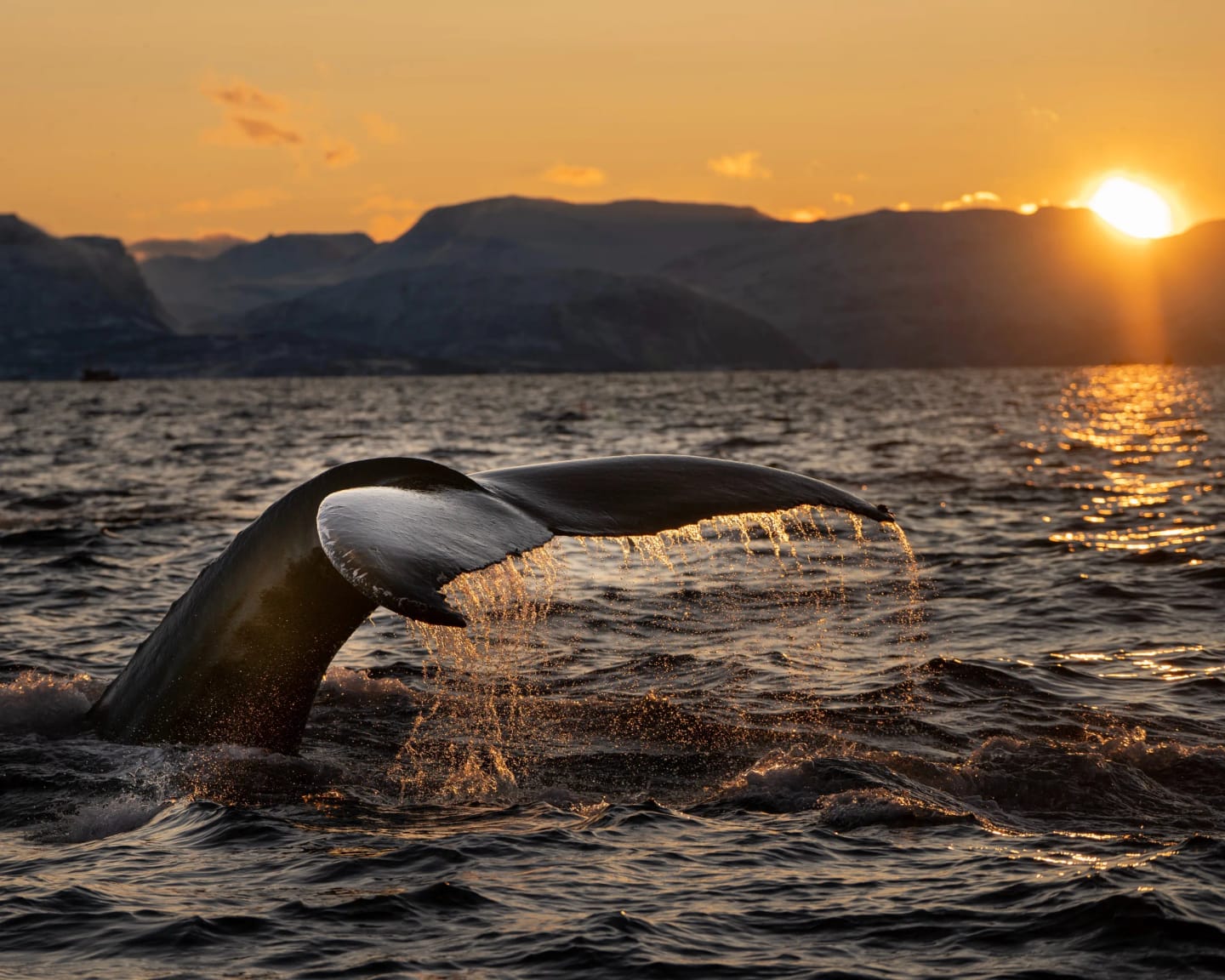 Balene Norvegia