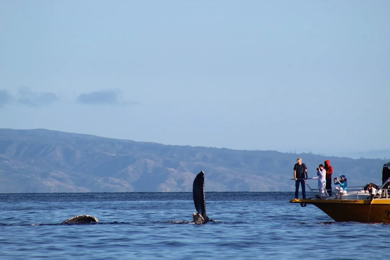 Whale watching: dove vedere le balene in Europa