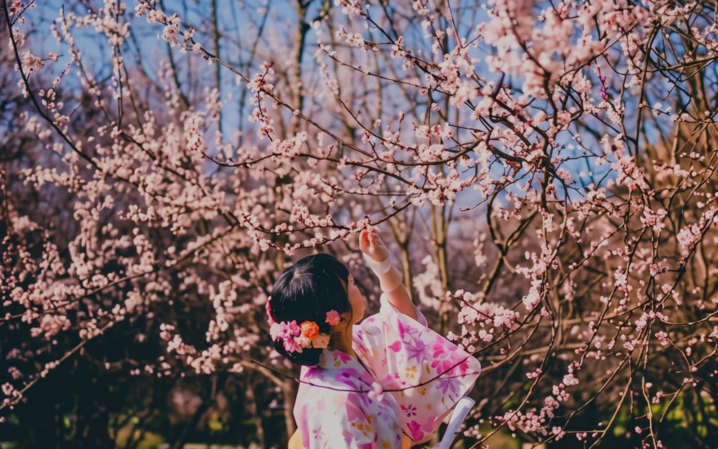 Hanami Generico