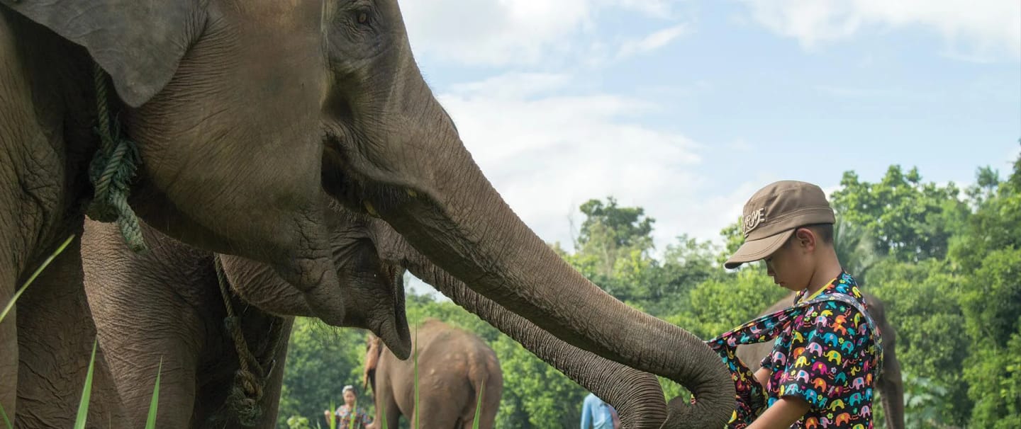 Thailandia e turismo sostenibile: i Santuari degli elefanti
