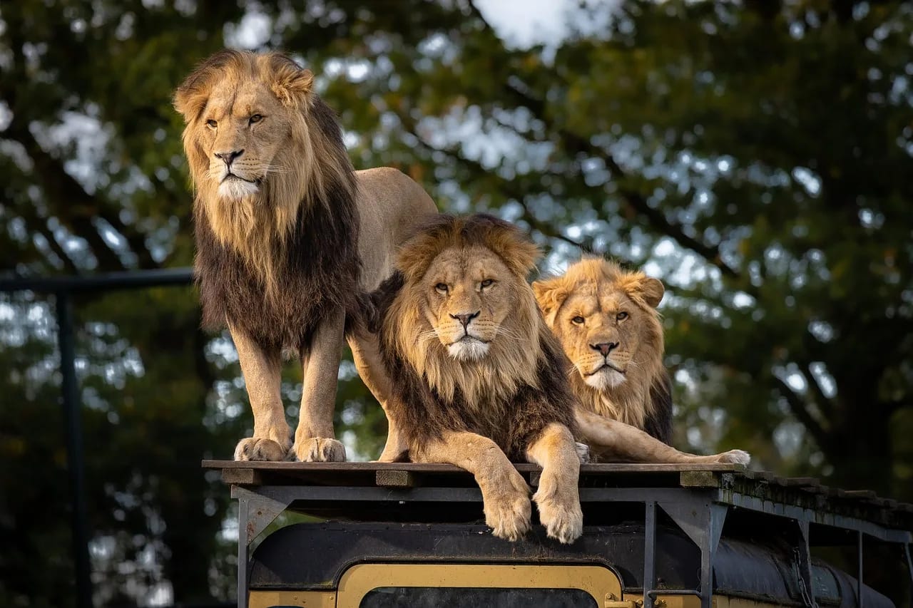 I migliori safari in Africa: Guida e itinerario consigliato