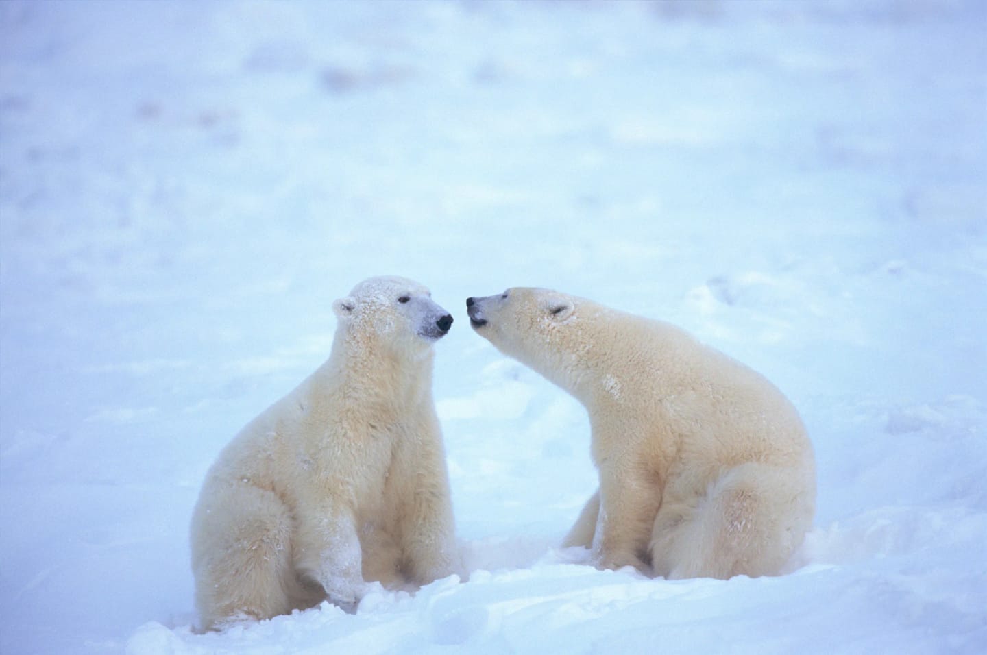 Viaggio di gruppo alle Svalbard