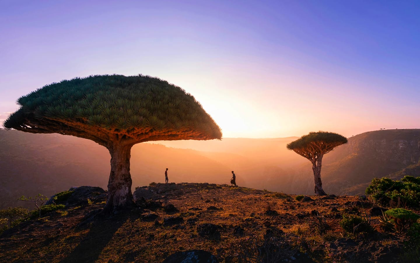 7 meraviglie di Socotra: l’isola aliena