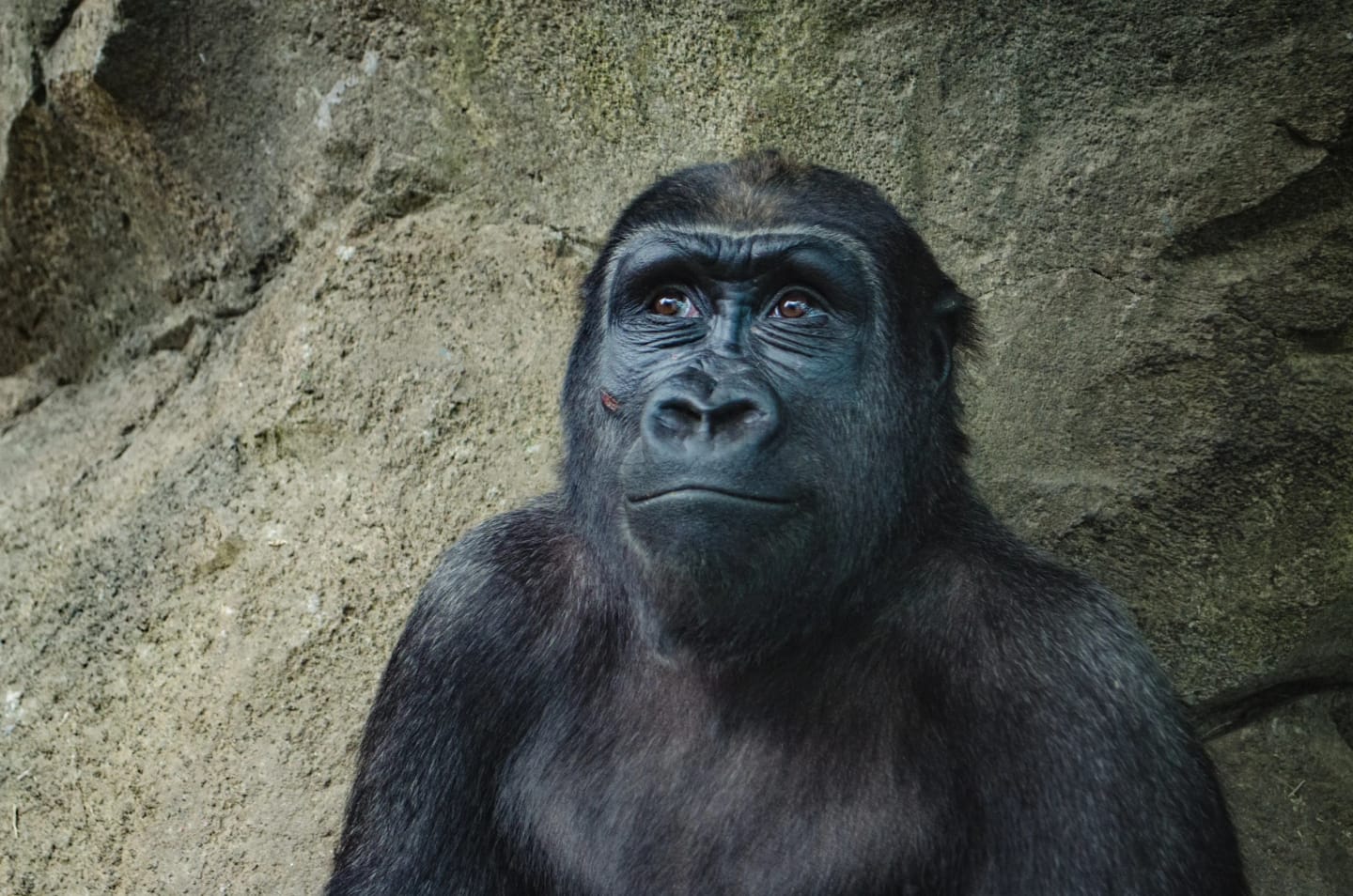 5 viaggi per vedere gli animali più belli del mondo