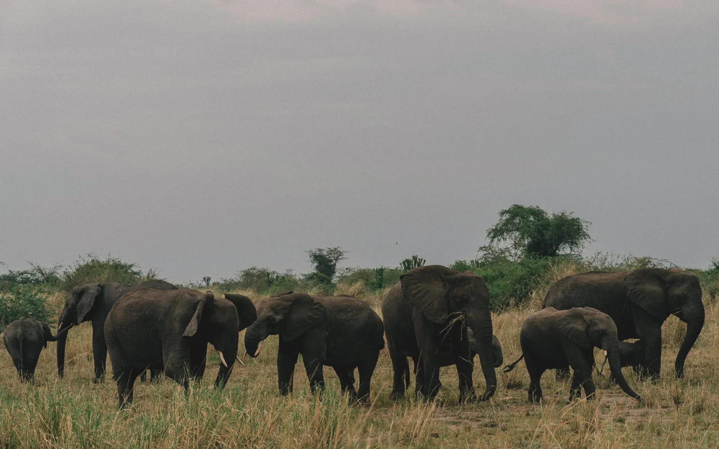 Quando visitare l'Uganda? I mesi migliori