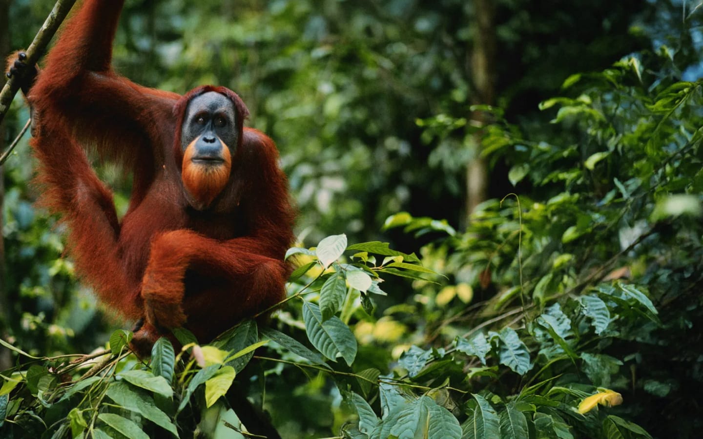 Indonesia: Sumatra