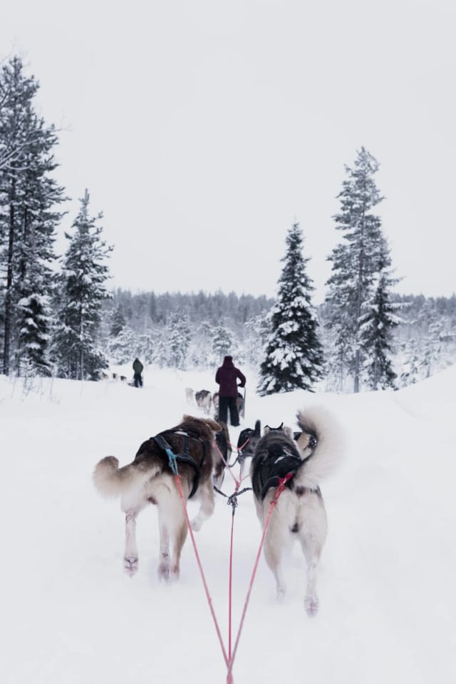 Viaggio in Lapponia, spedizione artica