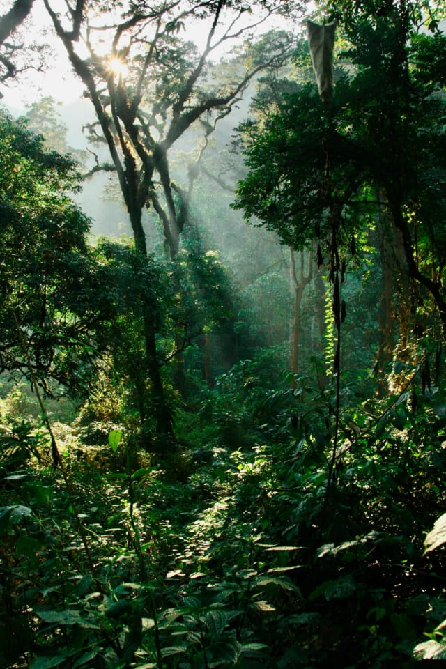 Viaggio di gruppo solidale Uganda e gorilla