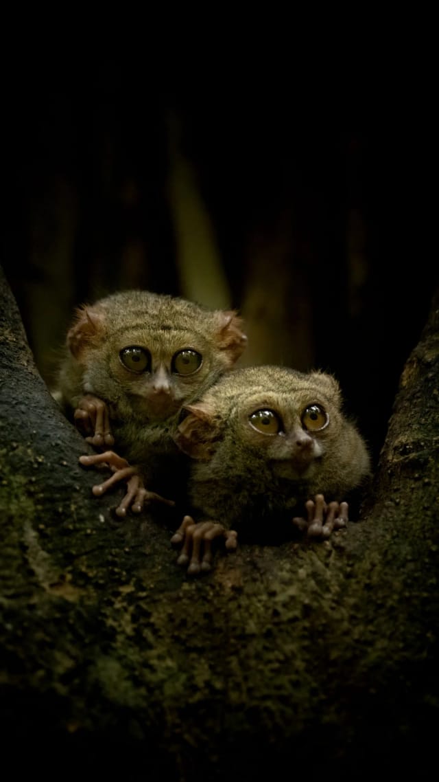 Indonesia Wild