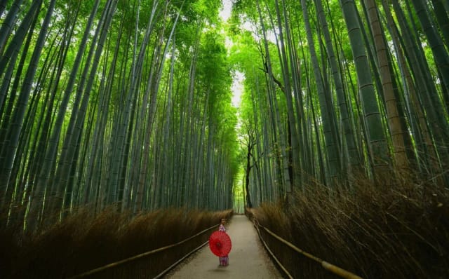 Giappone Hanami: Rail Adventure con Adrian