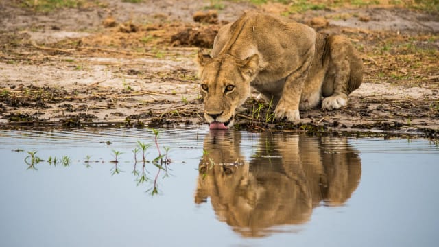 viaggio di gruppo botswana e zimbabwe