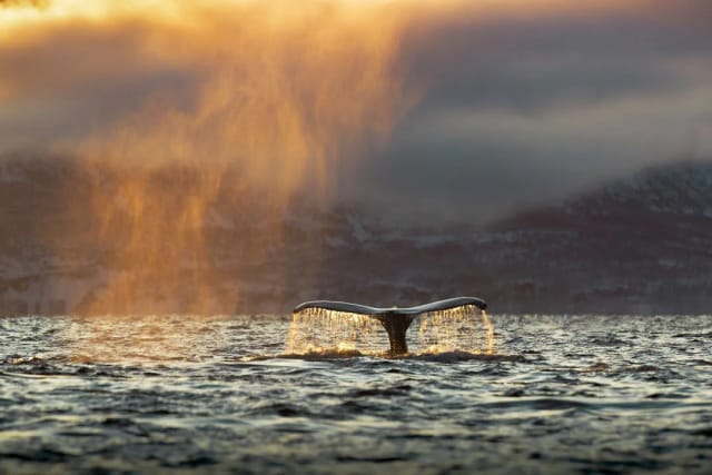 Viaggio di gruppo in Norvegia