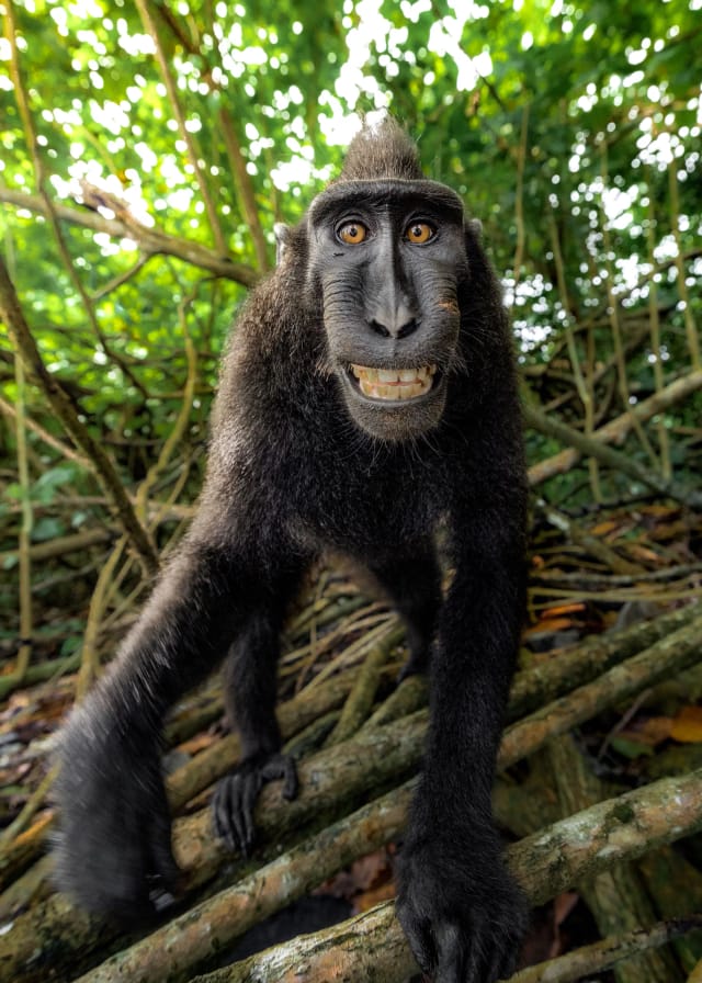Indonesia Wild