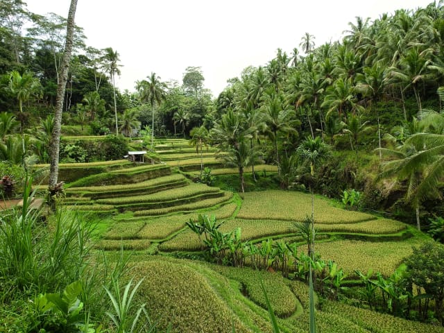 Viaggio di gruppo in Indonesia Bali e Java