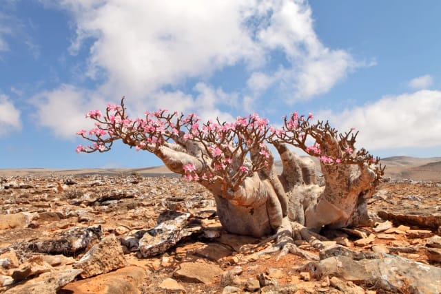 viaggio a socotra