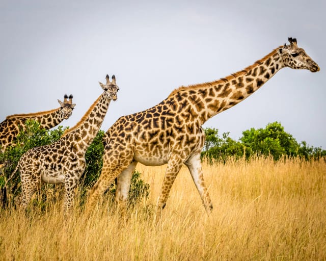 Viaggio di gruppo Kenya