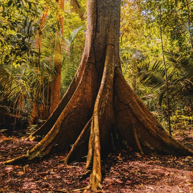 Viaggio di gruppo in Brasile Rio e Amazzonia