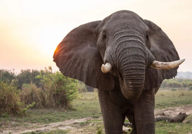 Viaggio di gruppo in Uganda