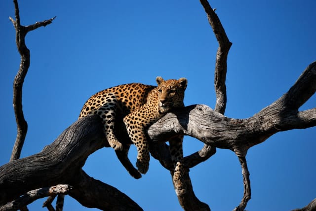 viaggio di gruppo botswana e zimbabwe