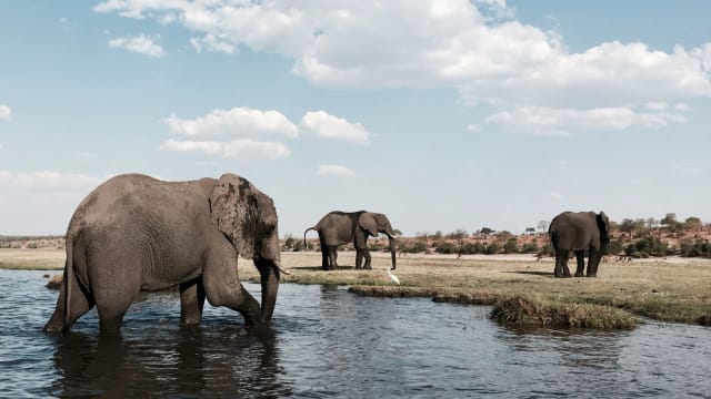 Viaggio di gruppo Botswana, Zimbabwe e Victoria Falls