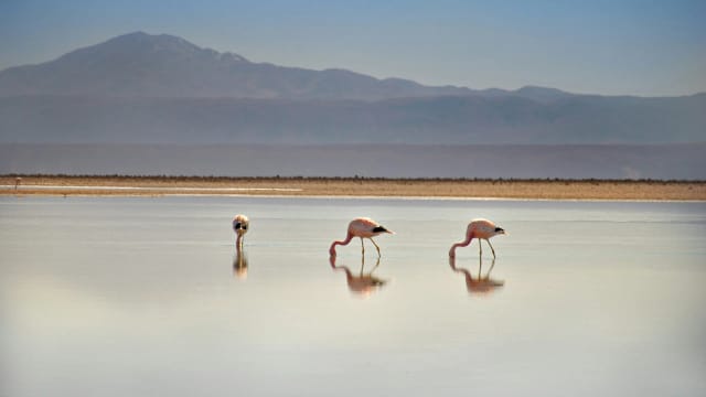 Viaggio di Gruppo in Cile e Bolivia