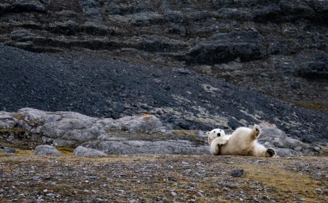 Svalbard in motoslitta