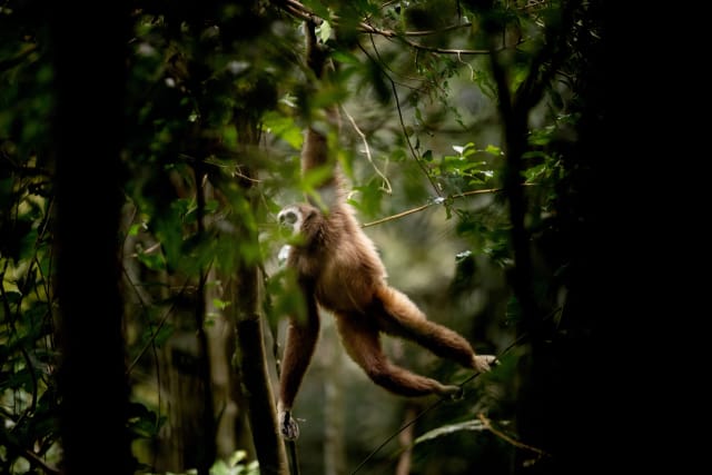 Indonesia Wild