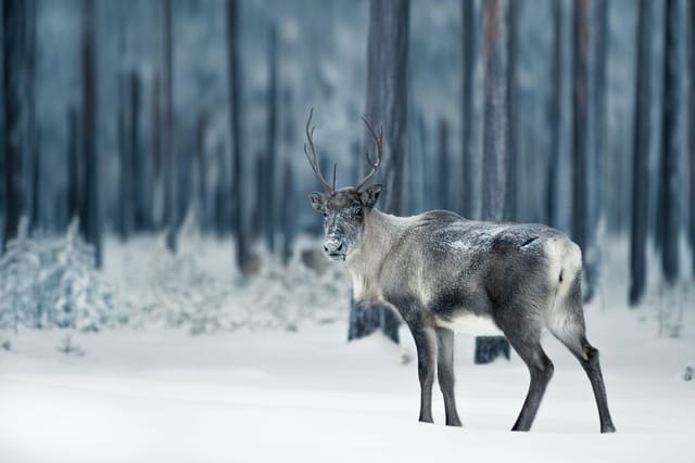 Viaggio di gruppo Lapponia Natale
