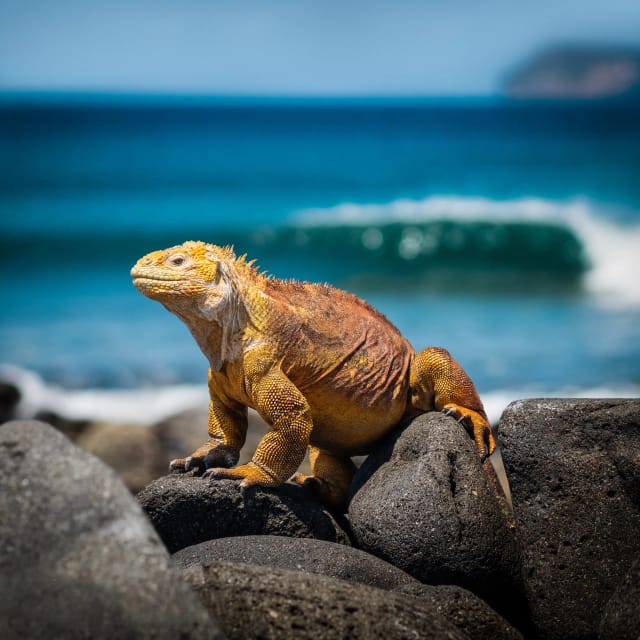 Viaggi di gruppo Ecuador e Isole Galapagos