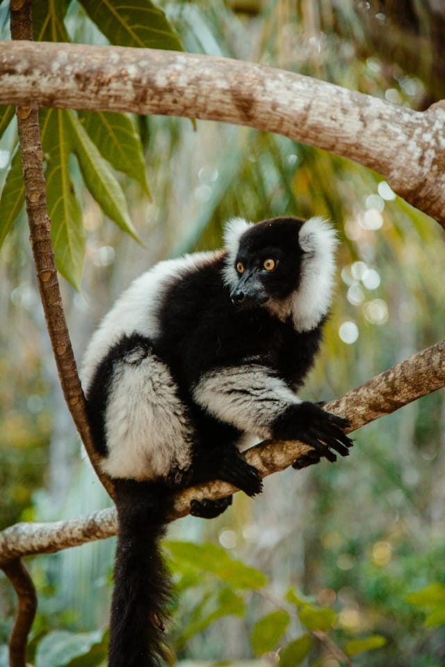 Viaggio di Gruppo in Madagascar