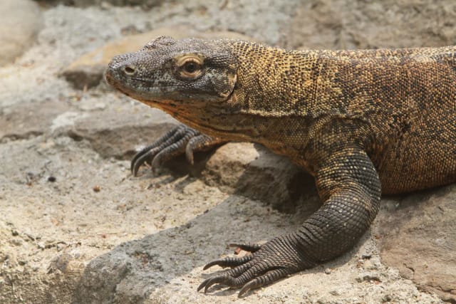 Viaggio di gruppo in Indonesia: Bali e Komodo