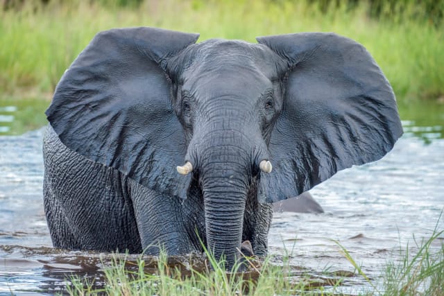 viaggio di gruppo botswana e zimbabwe