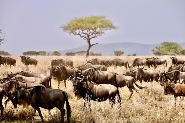 Viaggio di Gruppo in Tanzania e Mafia Island