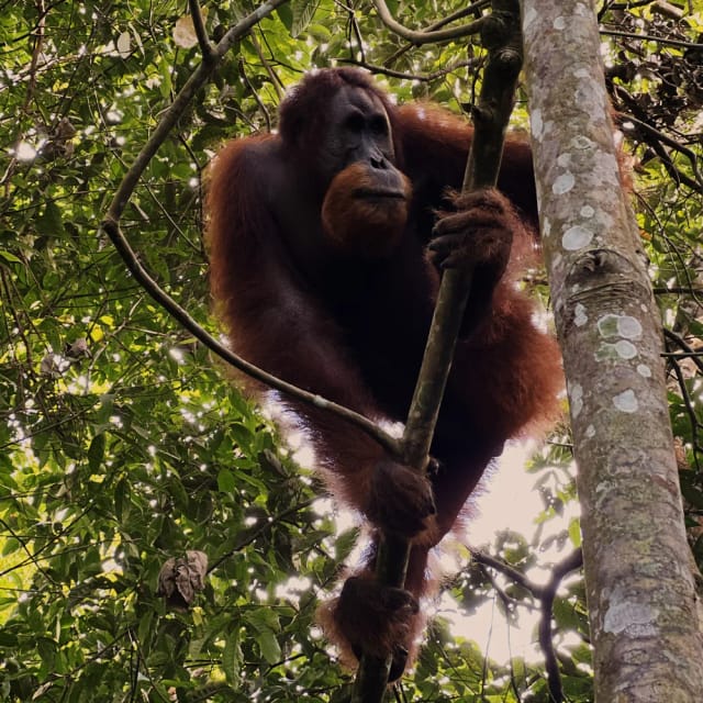 Indonesia Sumatra: alla ricerca di oranghi e civiltà perdute