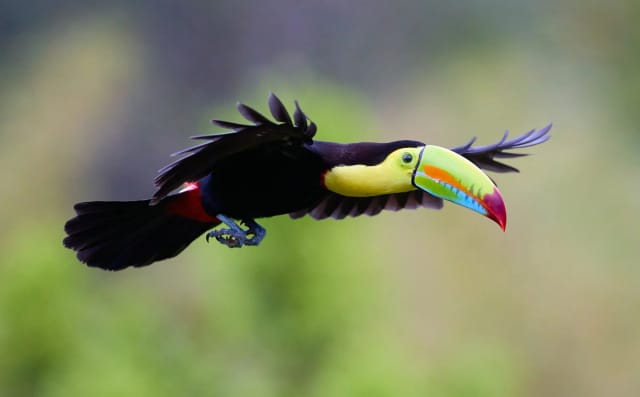 Viaggio di gruppo a Panama e Costa Rica