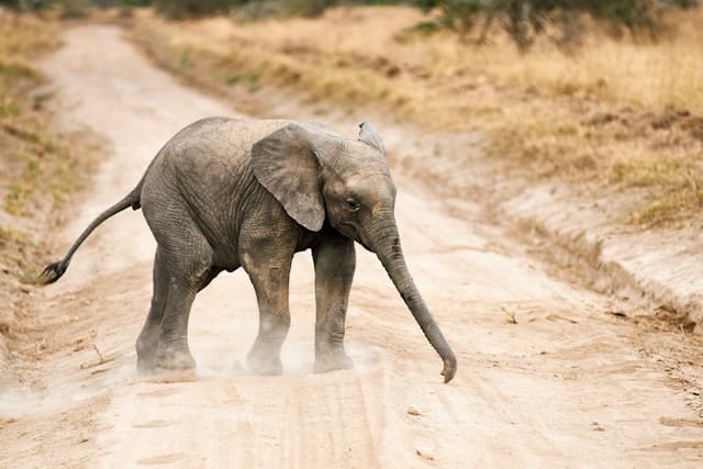 Viaggio di Gruppo in Tanzania e Mafia Island