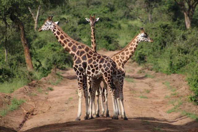Viaggio di gruppo in Uganda