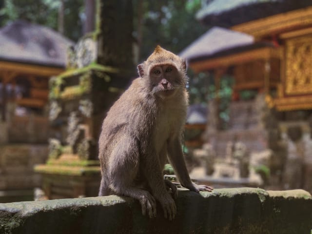 Viaggi di gruppo Indonesia: Bali Ubud Vulcano Bromo