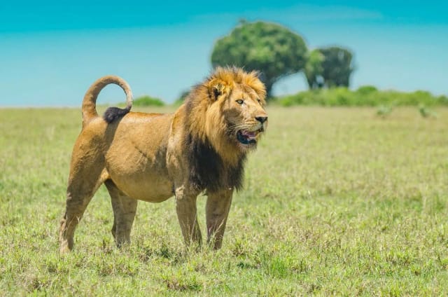 Viaggio di gruppo in Uganda