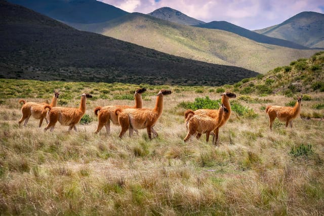 Viaggio di gruppo in Argentina