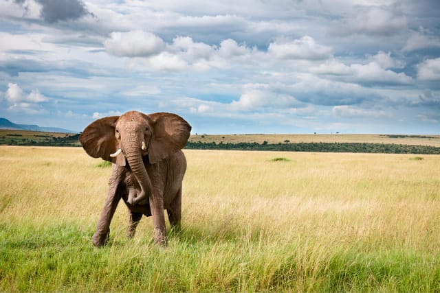 Viaggio di gruppo Kenya